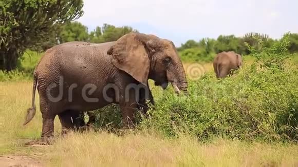 一头湿漉漉的大象咀嚼灌木的枝条视频的预览图