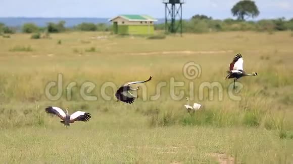 非洲热带稀树草原景观一群群飞起的皇冠鹤视频的预览图
