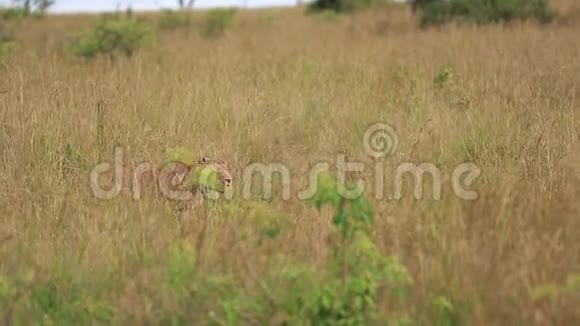 母狮在非洲萨凡纳狩猎视频的预览图