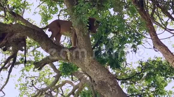 一头非洲大狮子从树上下来视频的预览图