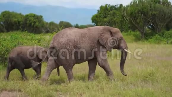 一只大象藏着一只小象在烛台树间的灌木丛里吃草视频的预览图