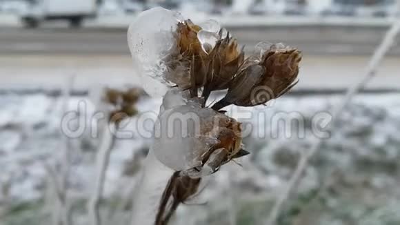 秋天的风景花蕾在冰上冻僵了危险的自然现象冰雨雾后的霜冻视频的预览图