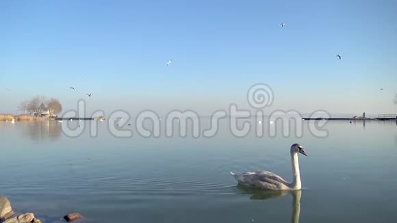 美丽的天鹅和许多海鸥飞过水上的匈牙利湖巴拉顿镇的长廊视频的预览图
