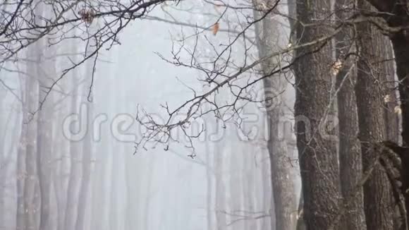 匈牙利一个雾蒙蒙的日子里秋天橡树林上的红潮视频的预览图