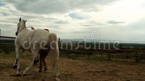 女性在赛马场训练一匹马牵着她的缰绳视频的预览图