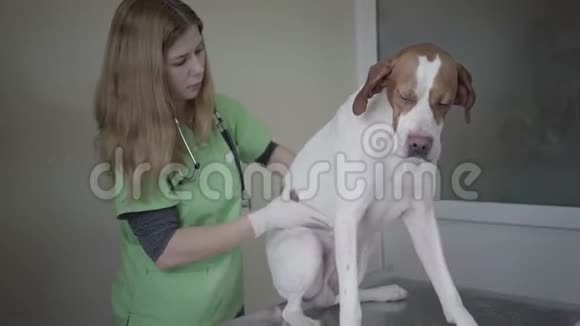 年轻的女兽医医生穿着绿色制服检查大指针狗的腹部触诊他的胃这就是视频的预览图