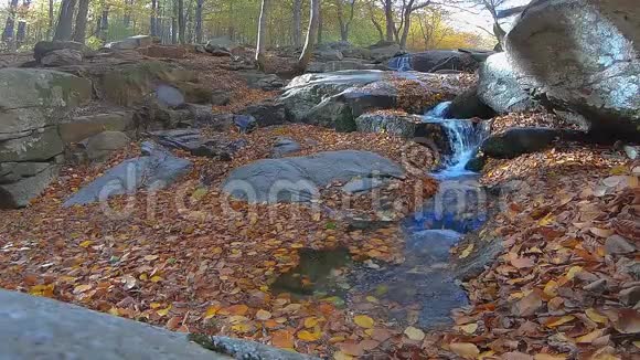 秋天山毛榉林中的小河有许多山毛榉叶子动作缓慢视频的预览图