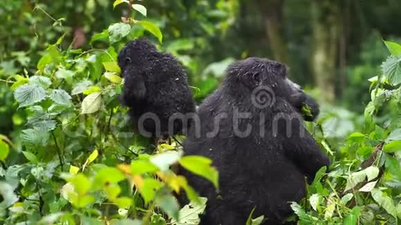 一只黑色的大猩猩在丛林深处的野外有一种小的咀嚼植物视频的预览图