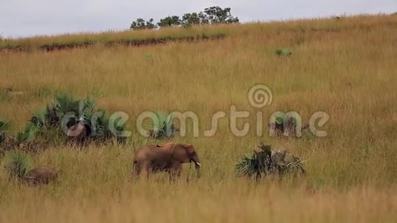 大的和小的麻风病人在非洲大草原的高草中觅食视频的预览图