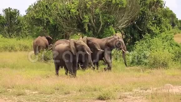 大象吹号用三只小象保护两头大象视频的预览图