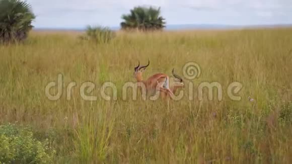 一只瞪羚跑掉了另一只躺在高高的草地上视频的预览图