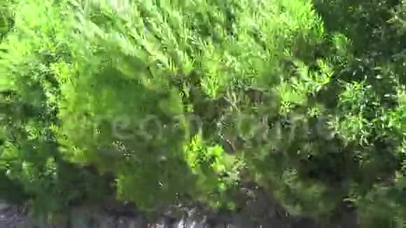 植物吹在风日视频的预览图