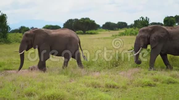三只大象和一只小象经过摆出一副模特的姿势视频的预览图