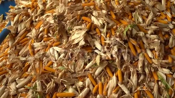 许多玉米收获后正在仓库里收集好的片段视频的预览图