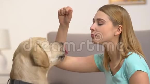 白种人年轻女子训练拉布拉多犬执行命令宠物纪律视频的预览图