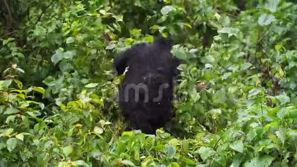 一只背着一个婴儿的黑色大猩猩坐在一棵树上计划在丛林深处的野生植被视频的预览图