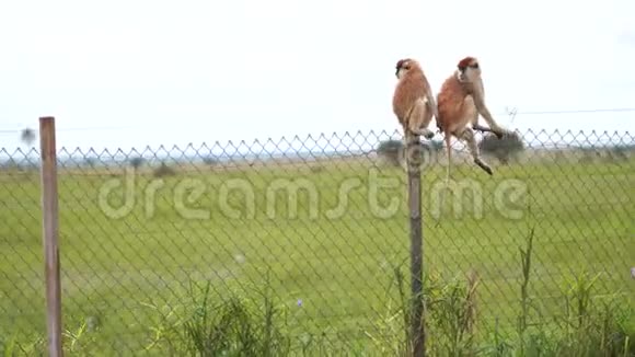 非洲猴子坐在非洲萨凡纳某些地区的围栏上用网网视频的预览图