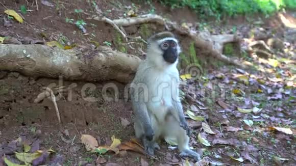 游客给有趣的绿色猴子喂坚果猴子直接从人们手中取出坚果视频的预览图