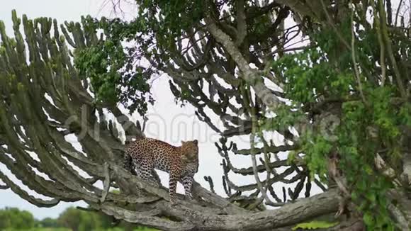 美洲豹优雅地站在非洲草原的一棵马利筋树上视频的预览图
