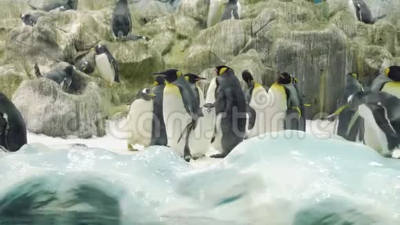 一群成年人和小企鹅站在雪地里散步视频的预览图