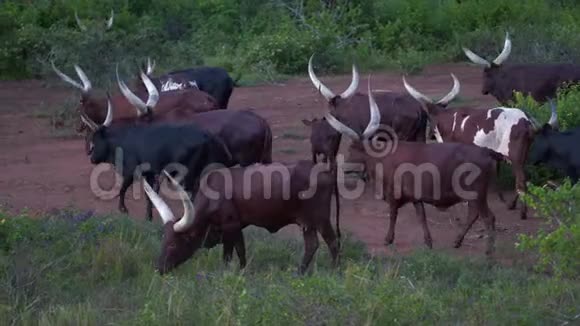 一群长着巨大白角的非洲棕牛视频的预览图