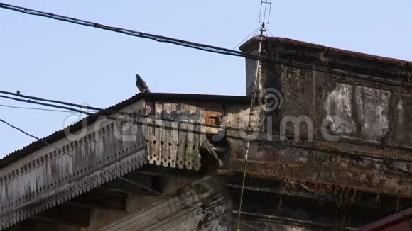 鸽子坐在一座古老的建筑上视频的预览图
