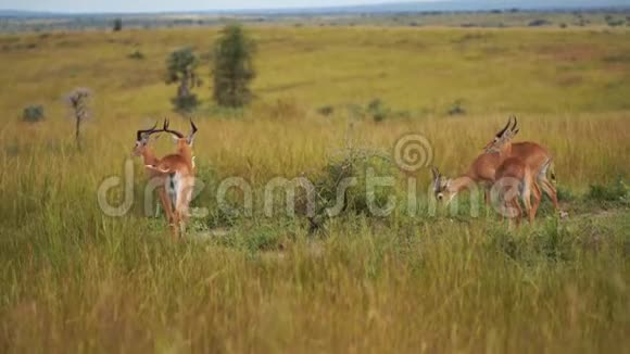 四只美丽的瞪羚注视着框架对称地站在非洲草原上视频的预览图