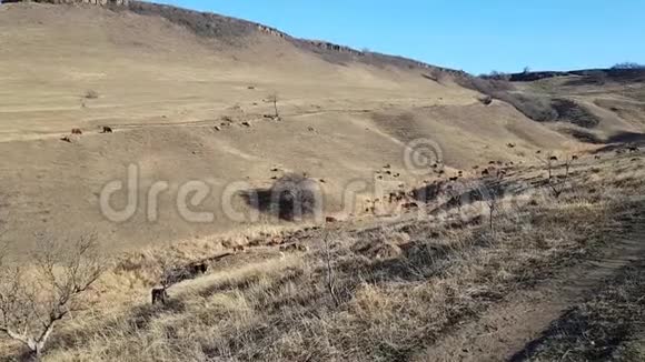 秋天在高地一群牛在干草上吃草山和山高加索俄罗斯视频的预览图