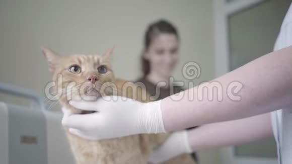 兽医医生用戴手套的双手检查姜猫触诊他的胃坐在上面的动物视频的预览图