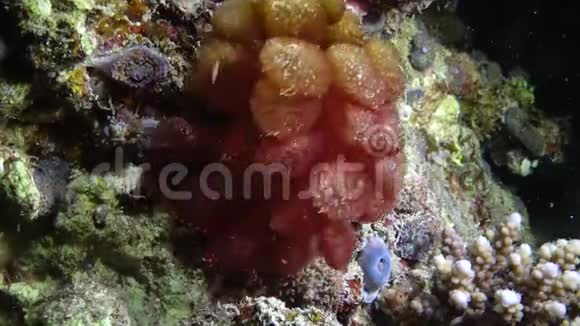 红海的珊瑚礁珊瑚礁上的美丽海星活的珊瑚礁视频的预览图