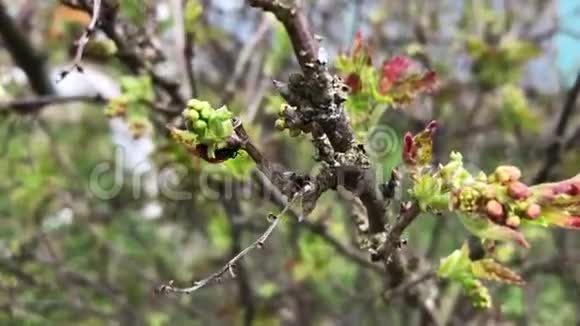 树枝上瓢虫的轮廓视频的预览图