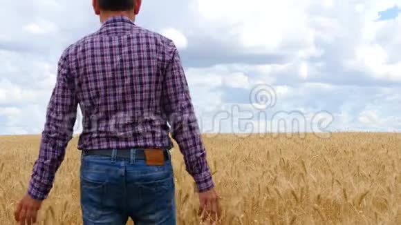 一个农夫正在麦田里摸着熟透的麦穗云雾缭绕的美丽乡村景观农业视频的预览图