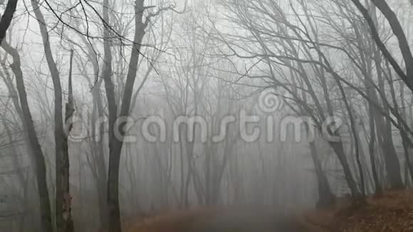 通过浓雾在沥青路上缓慢行驶的树荫神秘主义和恐惧的气氛危险的旅程视频的预览图