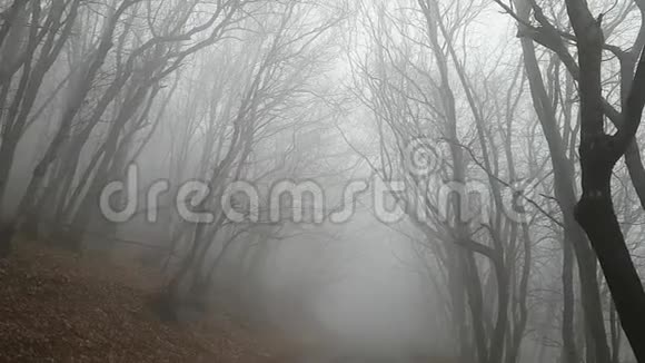 神秘森林中的浓雾沥青路走向未知光秃秃的树在风中摇摆恐惧气氛视频的预览图