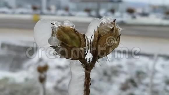 一朵花苞在风中摇曳种植在冰后出现冰雨天气现象城市的秋天天气视频的预览图