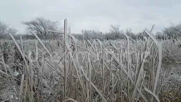 田野里长满了高大的草都是冰晶覆盖后的天气有结冰的雨秋天的天气恶劣天气视频的预览图