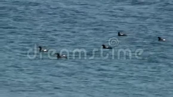 海水中的黑色Guillemots视频的预览图