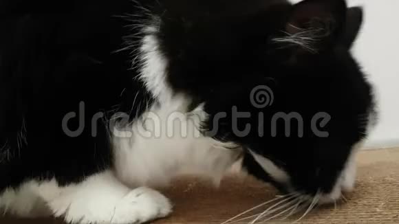 黑白绒毛猫去纸板抓柱利爪和清洁视频的预览图