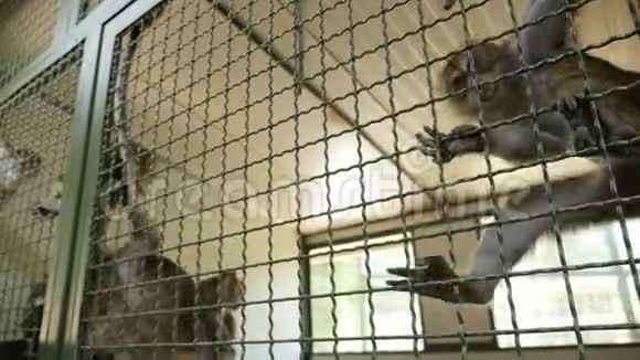 猕猴爬在笼子上视频的预览图