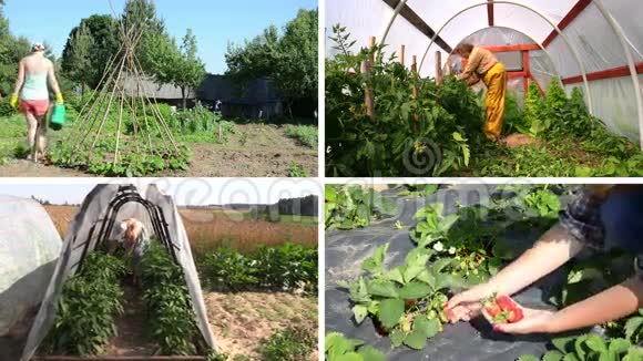 女园丁在花园里照料植物和收获录像拼贴视频的预览图