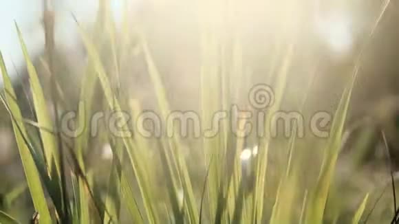 阳光照耀的草地在风中摇曳视频的预览图