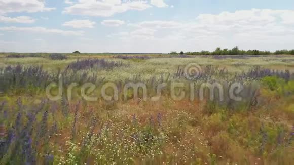 鲜花草地草原上的草药俄罗斯无人机射击视频的预览图