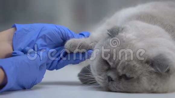 兽医检查猫爪是否受伤完成体检特写视频的预览图