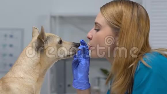 穿制服和戴手套的年轻医生玩狗特写宠物诊所服务视频的预览图