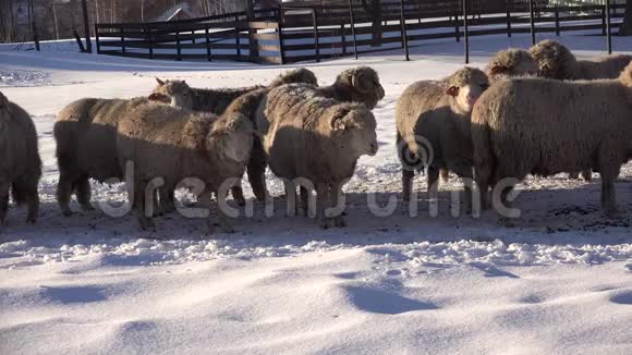 雪冬山放羊羊驼山放羊田园视频的预览图
