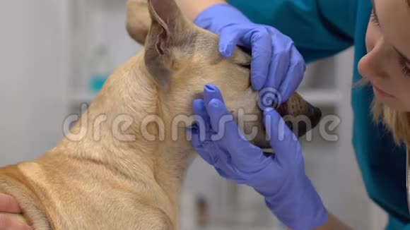 戴手套检查狗牙宠物口腔卫生牙齿护理的诊所女职员视频的预览图