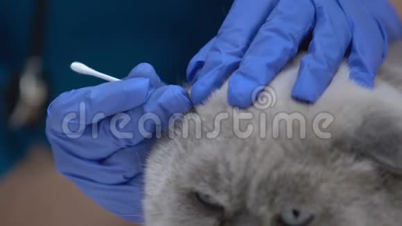 手套清洗猫耳朵治疗感染预防听力损失视频的预览图