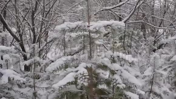 雪地里的木头视频的预览图