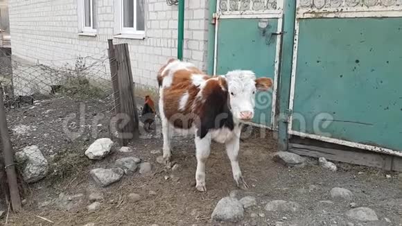 一头小母牛和一只淘气的鸡在一所村屋的院子里乡村生活家庭视频的预览图