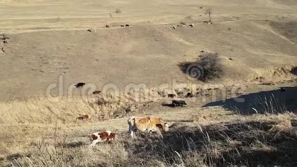 秋天的高山景观田野上的草干了放牧的奶牛和一头小牛秋天的农场视频的预览图